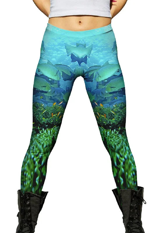 Breezy Comfort Bumphead Parrotfish Underwater