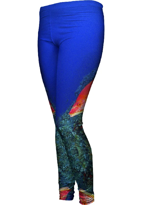 New Products El Bajon Fish Underwater