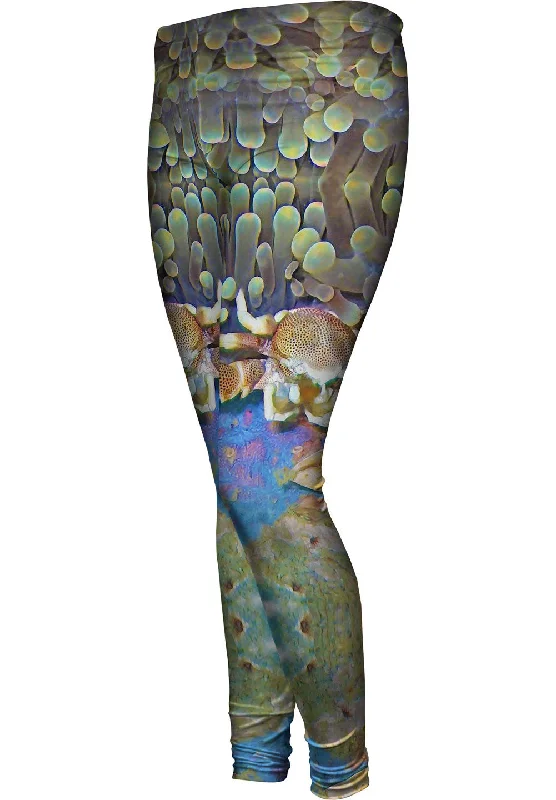 Fashion Pioneer Porcelain Crab Underwater
